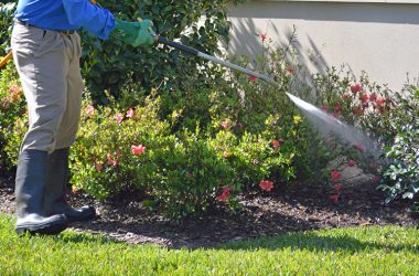 tree and shrub care